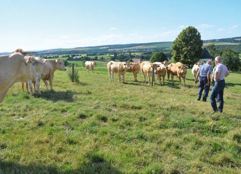 Erfolgreiche Blonde d´Aquitaine-Herde im Fokus