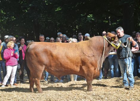 Nach zwei Jahren gab es wieder ein Ochsenfest in Wetzlar 