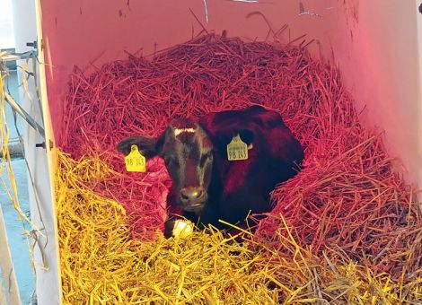 Nabelentzündung und Nabelbruch beim Kalb vorbeugen