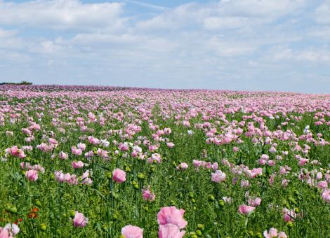 Klein, aber fein: hessischer Speisemohn 
