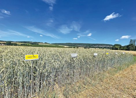 Winterroggen gewinnt weiter an Wettbewerbsfähigkeit