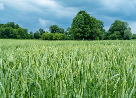 Landessortenversuche Wintertriticale 2021/2022