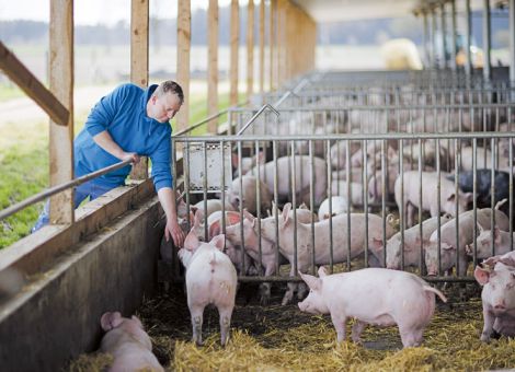 Massive Kritik an Plänen für Tierhaltungskennzeichnung