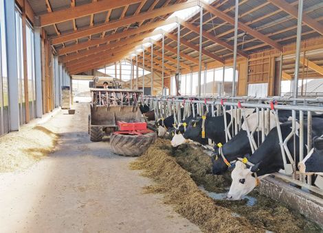 Wie füttern mit der Grassilage in Rheinland-Pfalz?