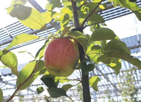 Apfelanbau und Stromerzeugung in einem