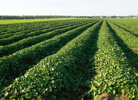 Süßkartoffeln aus heimischem Anbau