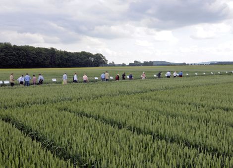 Winterweizen bleibt führende Kultur in Rheinland-Pfalz