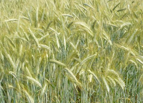 Öko-Landessortenversuche Wintertriticale und Winterroggen