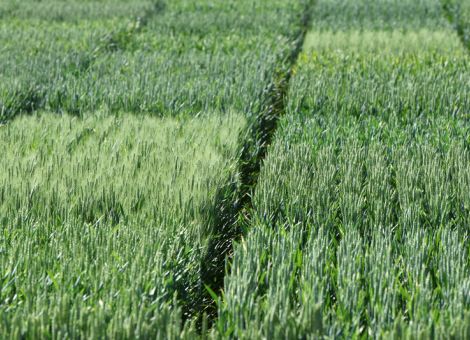 Frühe Weizensorten in den „Wärmelagen Südwest“
