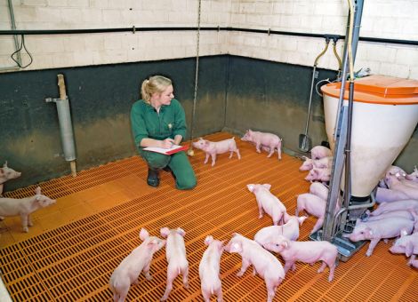 Anpassungsbeihilfe für rund 42 000 Betriebe 
