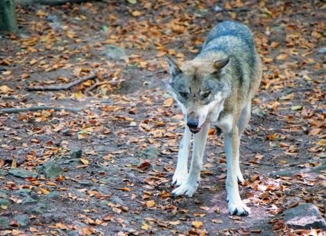 Günstiger Erhaltungszustand in Niedersachsen bereits erreicht