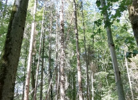 Waldbesitzer vor historischen Herausforderungen