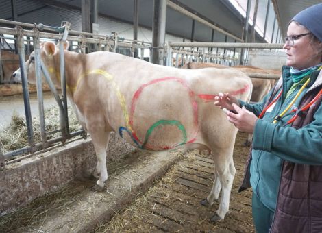 Ein Pansen hört sich wie ein Donnergrollen an