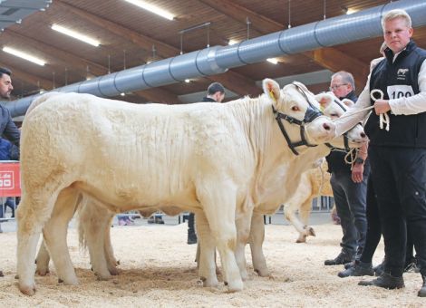 Großer Auftrieb bei Charolais-Bundesschau in Alsfeld