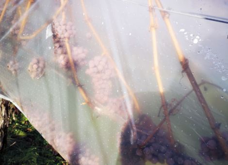 Eisweinernte vorab melden