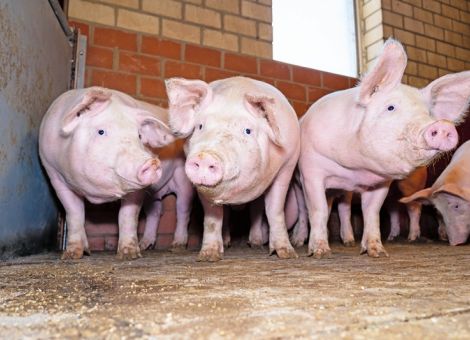 Ruf nach Unterstützung für krisengebeutelte Schweinehalter