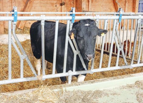 Sicherheit und Arbeitsschutz in der Rinderhaltung erhöhen