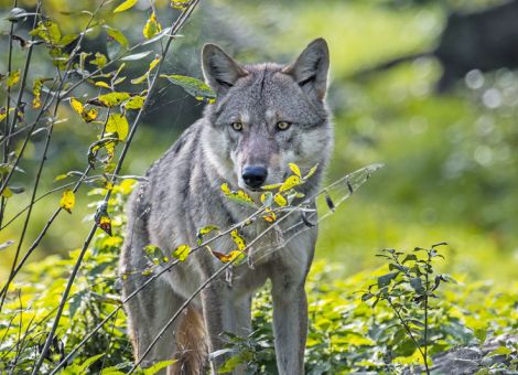 EU-Parlament für Anpassung des Wolf-Schutzstatus