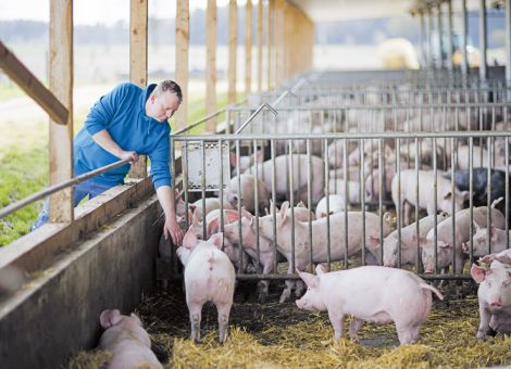 DBV: Vorlage würde Stallbau eher verhindern