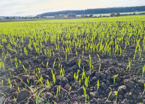 November in Hessen deutlich zu mild und etwas zu trocken