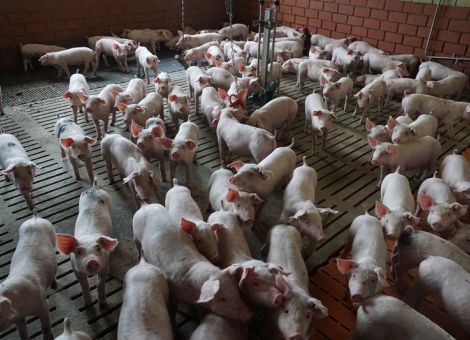 Ferkel wegen angespannter Lage beitragsfrei gestellt