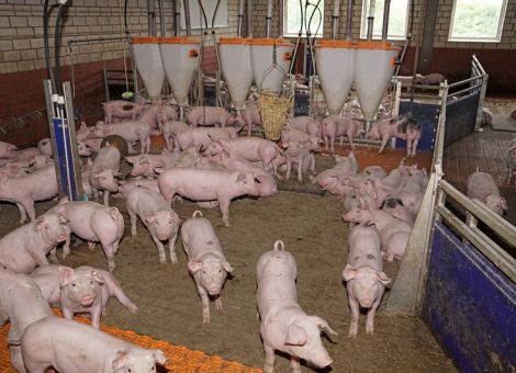 Ampel will zügig Gesamtkonzept zur Tierhaltung vorlegen