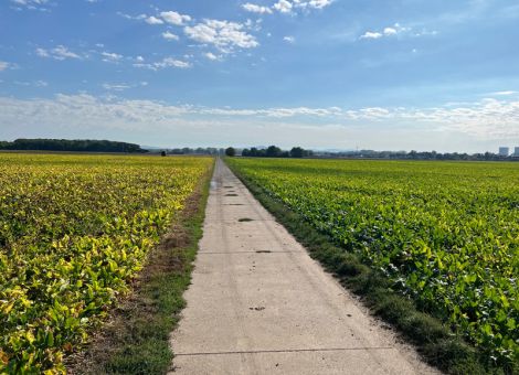 Züchtung auf SBR-Toleranz auf gutem Weg