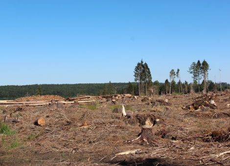Waldeigentümer ziehen durchwachsene Jahresbilanz