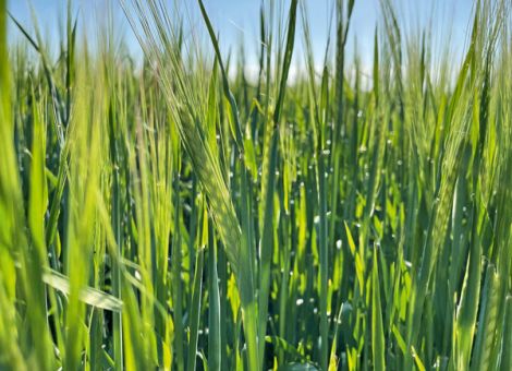 Sortierung und Rohprotein insgesamt zufriedenstellend