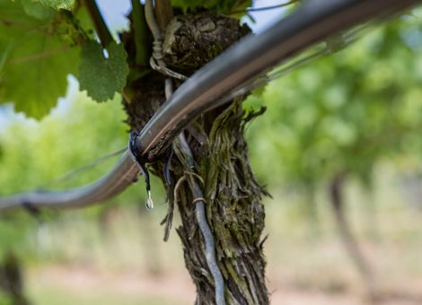 Weinbau durch Bewässerung zukunftsfähig machen