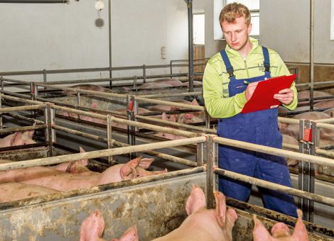 Schweine: VEZG-Preis springt auf Rekordniveau 