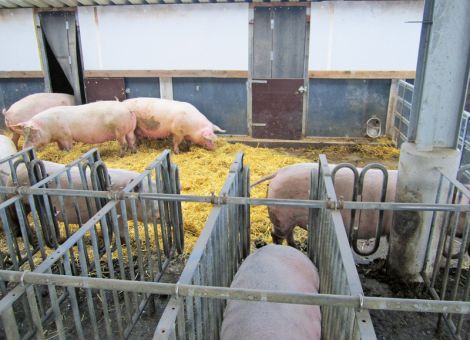 Verhaltener Optimismus in der Bioschweine-Branche