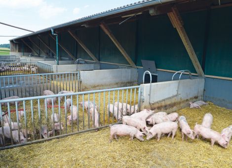 Ampel erzielt Teileinigung beim Umbau der Tierhaltung