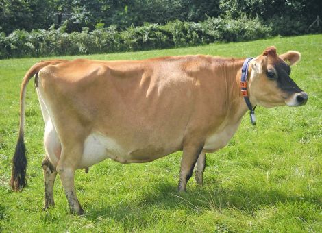 Jerseykühe sind hitzetoleranter als Holsteins
