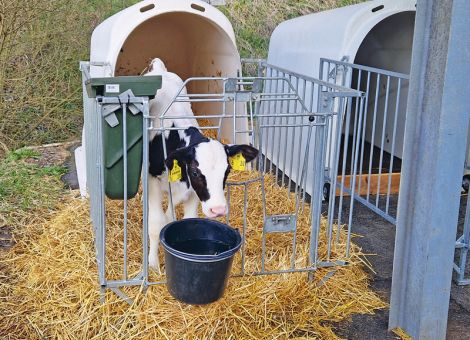 Aus gesunden Kälbern werden leistungsfähige Kühe