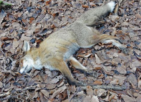 Erreger der Geflügelpest bei Fuchs nachgewiesen