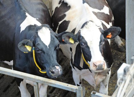 Antibiotikadatenbank: auch Milchviehhaltung betroffen