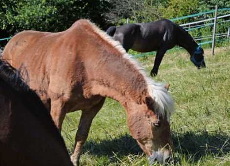 Worauf bei älteren Pferde in der Gruppenhaltung achten?