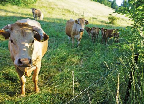 Die Erhaltungszucht für das Glanrind wird weiter gefördert
