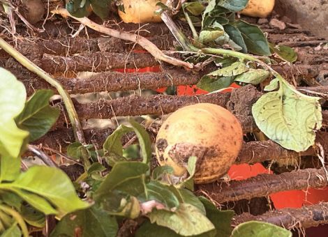 Die Ernte der ersten „Pfälzer Grumbeere“ läuft
