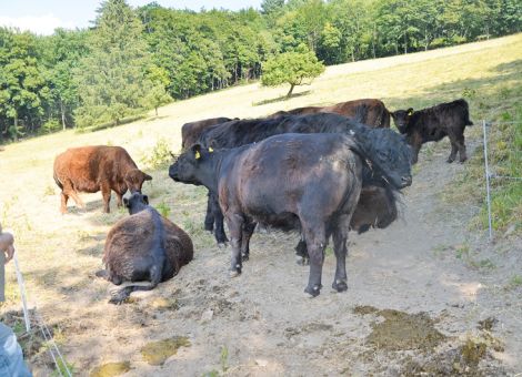 Galloways im hohen Taunus
