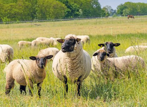 Pseudotuberkulose bei Schafen und Ziegen bekämpfen