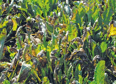 Der Krankheitsdruck ist – noch – niedrig