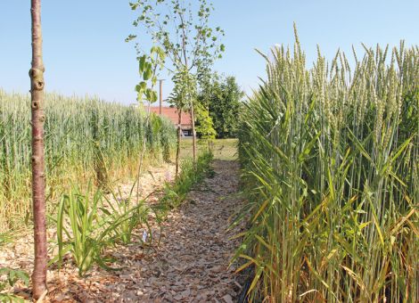 Agroforst als Chance