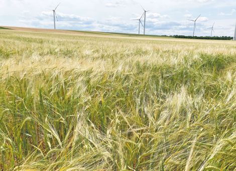 Zu gute Wasserversorgung und Kälte im Frühjahr