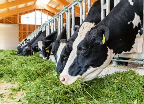 Rinderhaltung soll nicht in die EU-Industrieemissionsrichtlinie