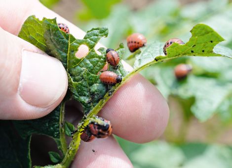 Herausfordernder Saisoneinstieg bei Bio-Kartoffeln
