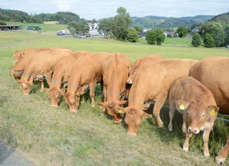Hessische Limousins gehören zur nationalen Spitze
