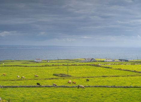 Kritik an Irlands Plänen zum Abbau der Milchviehbestände
