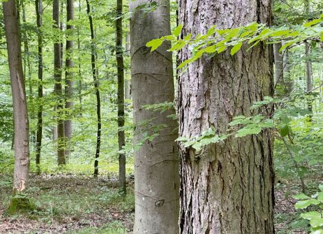 Neue Möglichkeiten für Waldeigentümer